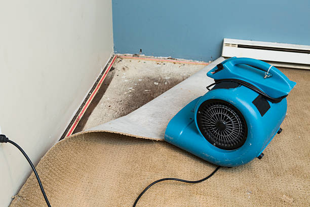 Best Flood restoration services  in Alorton, IL